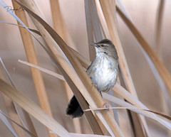 Bradypterus baboecala