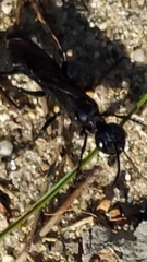 Chlorion aerarium