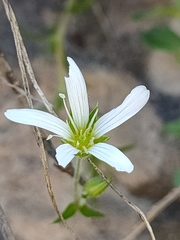 Arenaria grandiflora