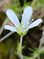 Arenaria grandiflora