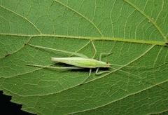Oecanthus euryelytra