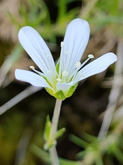 Arenaria grandiflora