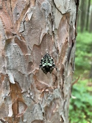 Araneus bicentenarius