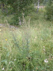 Artemisia mongolica