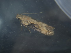 Scrobipalpa costella