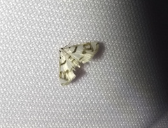 Neurophyseta