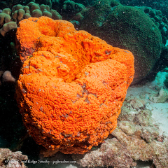 Orange Elephant Ear Sponge