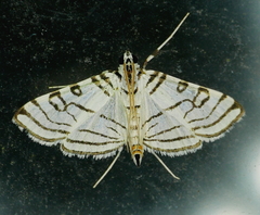 Conchylodes concinnalis