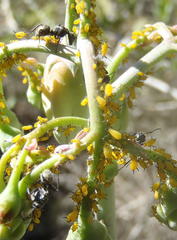 Camponotus niveosetosus