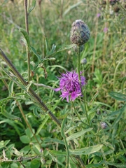 Centaurea scabiosa scabiosa