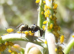 Camponotus niveosetosus