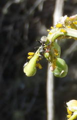 Camponotus niveosetosus