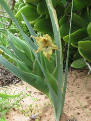 Ferraria divaricata