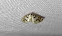 Neurophyseta