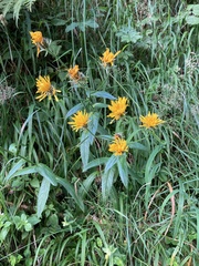 Crepis pyrenaica