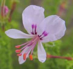 Pelargonium crispum