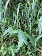 Crepis pyrenaica