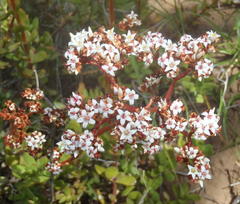 Crassula rubricaulis