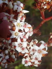 Crassula rubricaulis