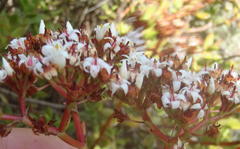 Crassula rubricaulis
