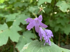 Campanula rapunculoides