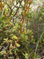 Crassula rubricaulis