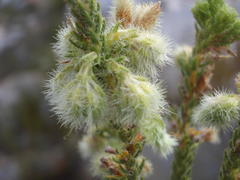 Erica sparrmanni