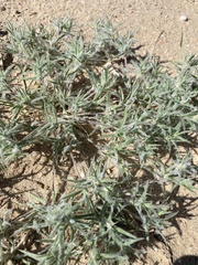 Munroa squarrosa