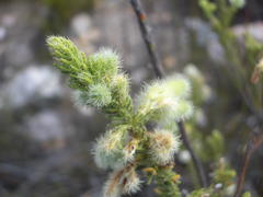 Erica sparrmanni