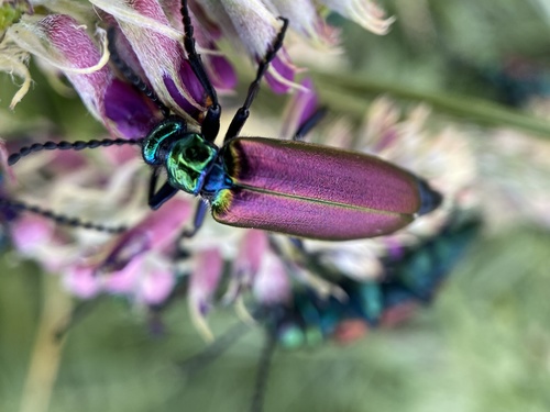 Nuttall's blister beetle