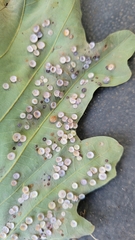 Phylloteras volutellae