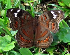 Junonia natalica natalica