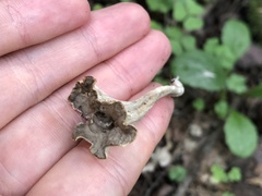 Craterellus cornucopioides