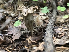 Craterellus cornucopioides