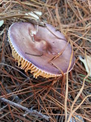 Russula caerulea