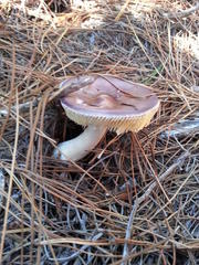 Russula caerulea