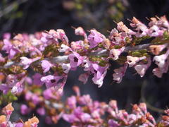 Erica newdigatei
