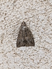 Lepidoptera