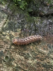 Acronicta increta