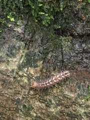 Acronicta increta