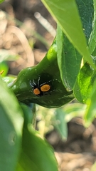Phidippus apacheanus