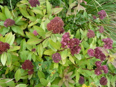 Hylotelephium telephium fabaria
