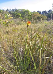Kniphofia rooperi