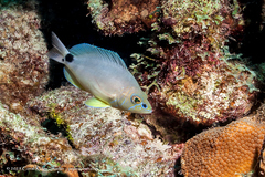 Hypoplectrus unicolor