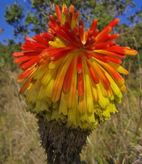 Kniphofia rooperi
