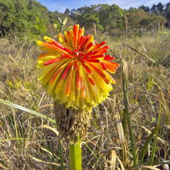 Kniphofia rooperi