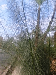 Parkinsonia aculeata