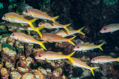 Yellow Goatfish photo 2