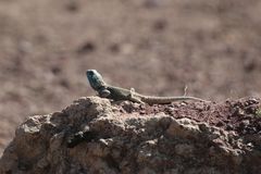 Acanthocercus atricollis