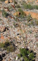 Thamnochortus lucens